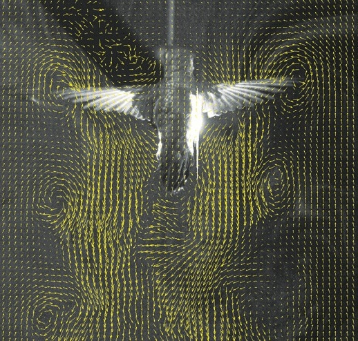 Particle Image Velocimetry mesurement on colibri bird in flight
